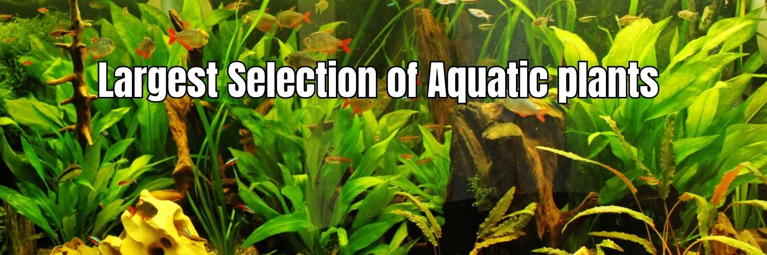 Vibrant Life for Your Aquarium