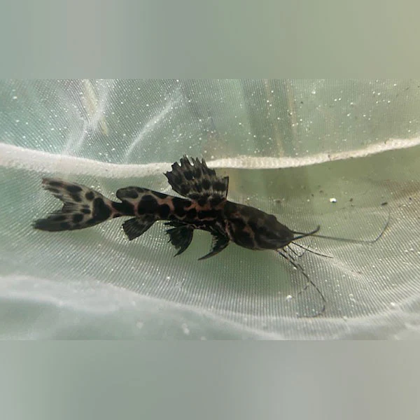 New Freshwater Arrivals